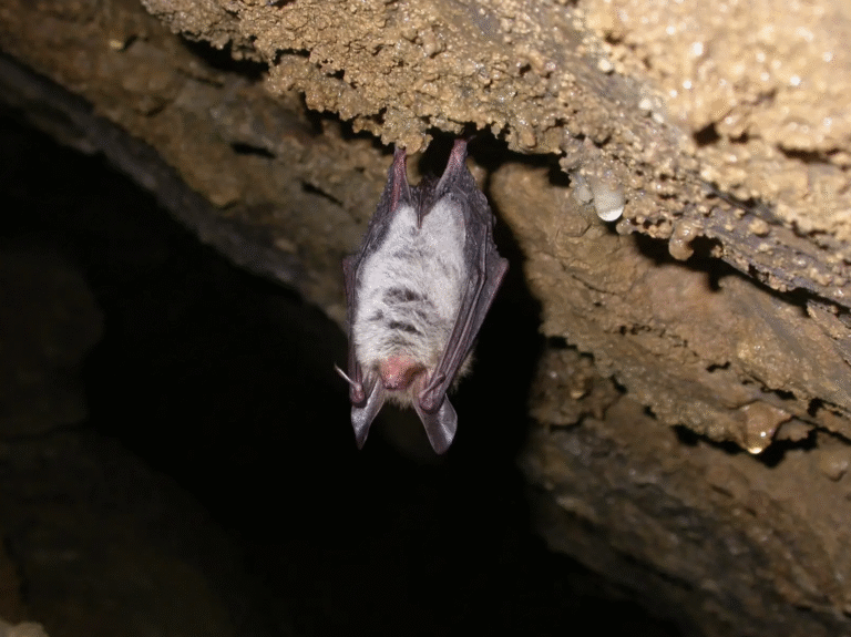 Bechsteins bat