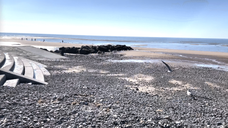 Seagulls and community Cleveleys