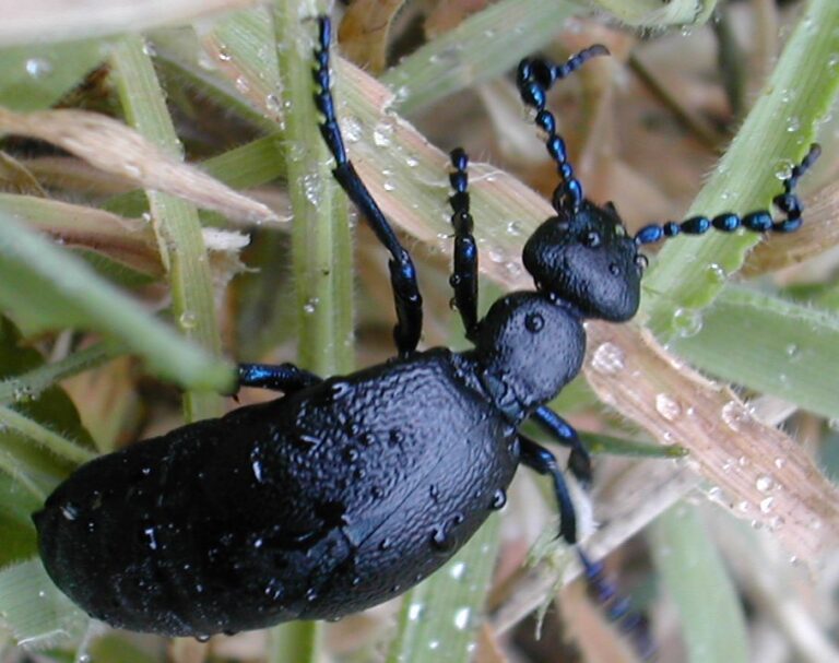 voilet oil beetle
